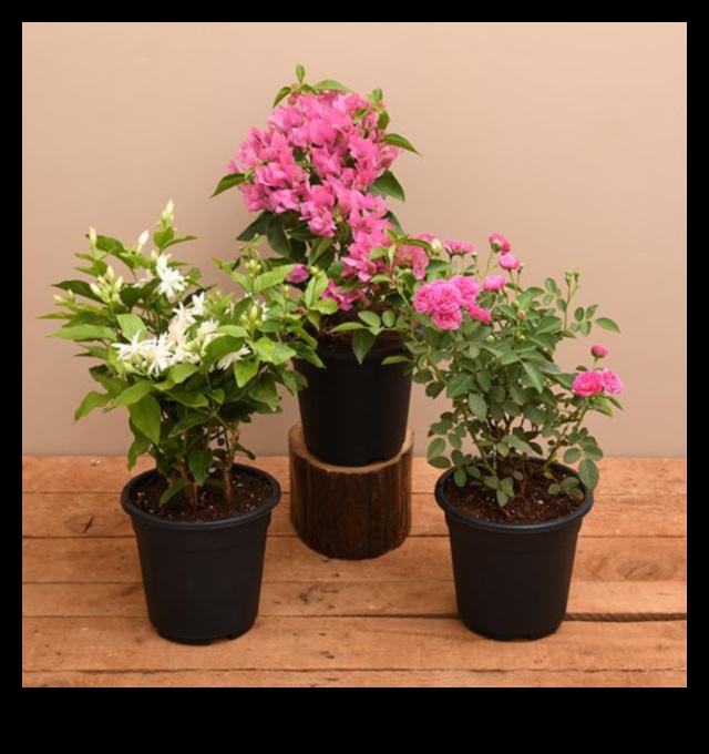 בוסט פריחה: אלגנטיות משתלת פרחונית