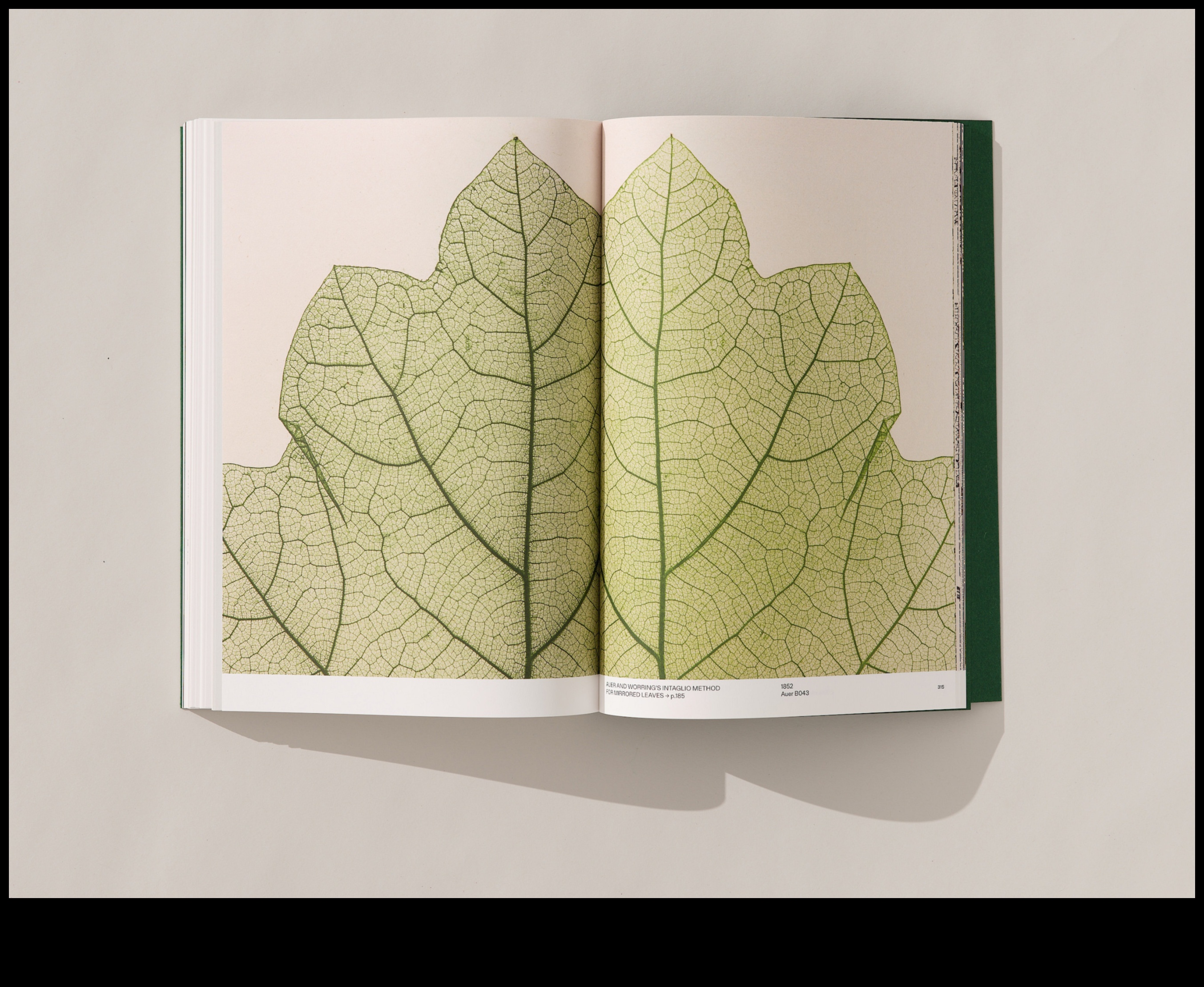 בחיק הטבע: צילומי נוף מהפנטים