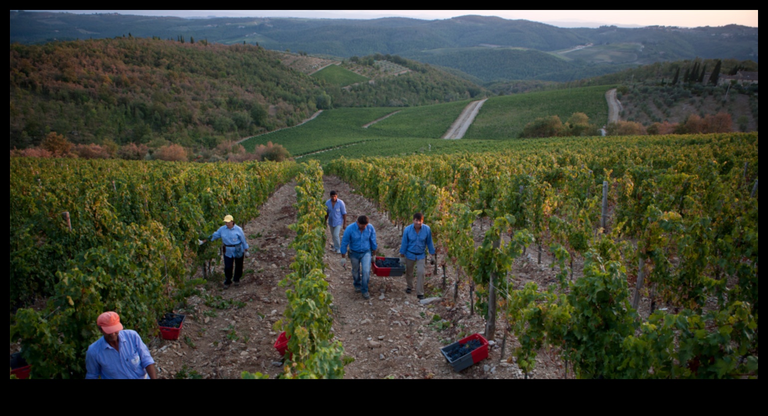 תענוגות הקציר: נחקרו כרמים ומטעים