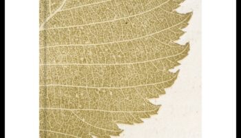 בחיק הטבע: צילומי נוף מהפנטים