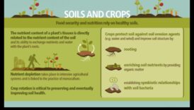 כיצד משפיעים סוגי קרקע שונים על הצמחייה של נופים?