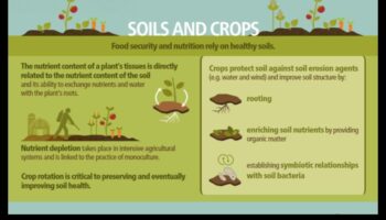 כיצד משפיעים סוגי קרקע שונים על הצמחייה של נופים?