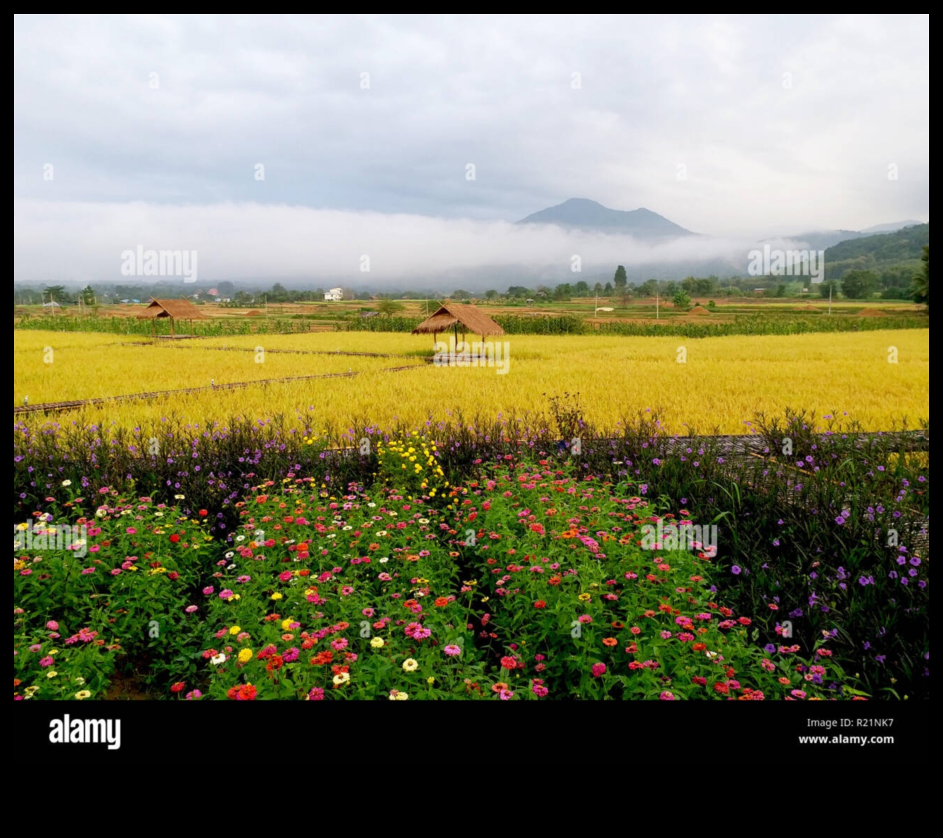רפסודיה כפרית III: לכידת שוב את המהות של השלווה הכפרית